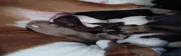 Mixed Breed dogs for sale: Staffy x presa x corso puppies  - Advert 21