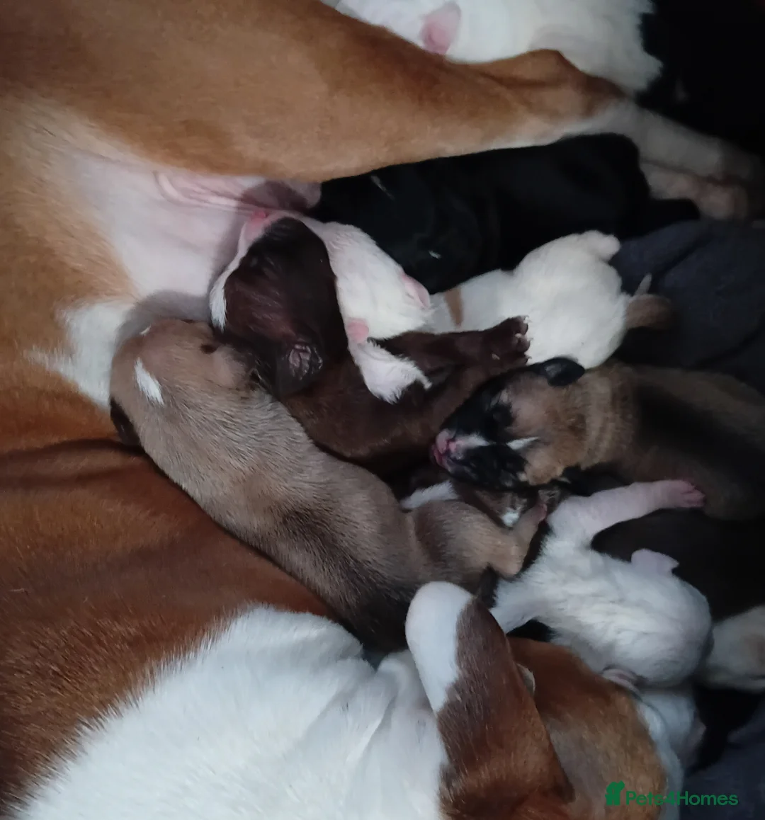Mixed Breed dogs for sale: Staffy x presa x corso puppies  - Advert 21
