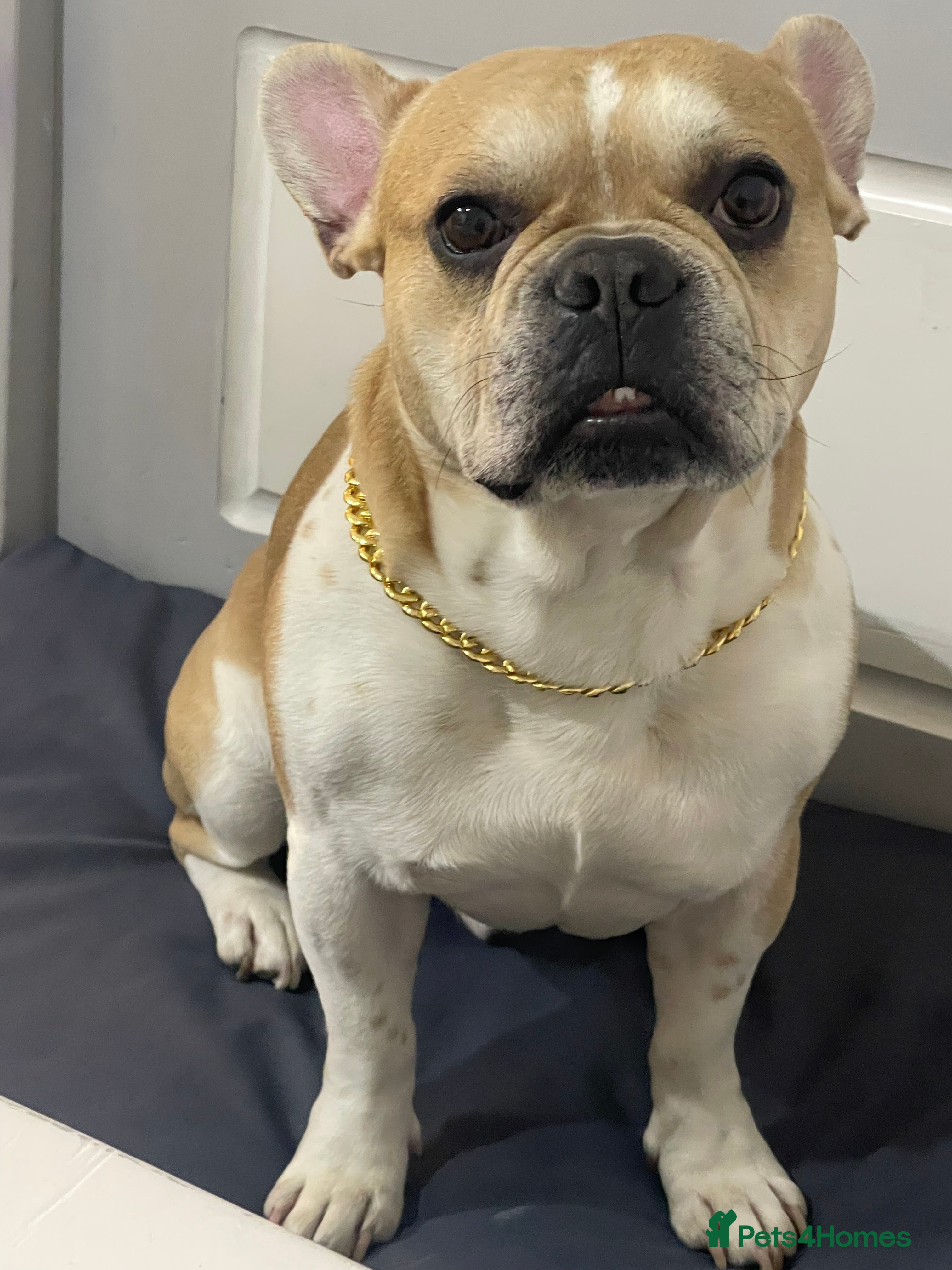 French Bulldog dogs 6 year old french bulldog - Advert 1