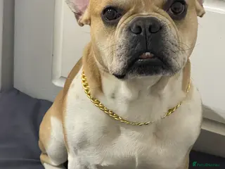French Bulldog dogs 6 year old french bulldog - Advert 1