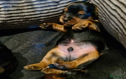 Yorkshire Terrier dogs for sale: Miniature Yorkshire terrier puppies - Image 5