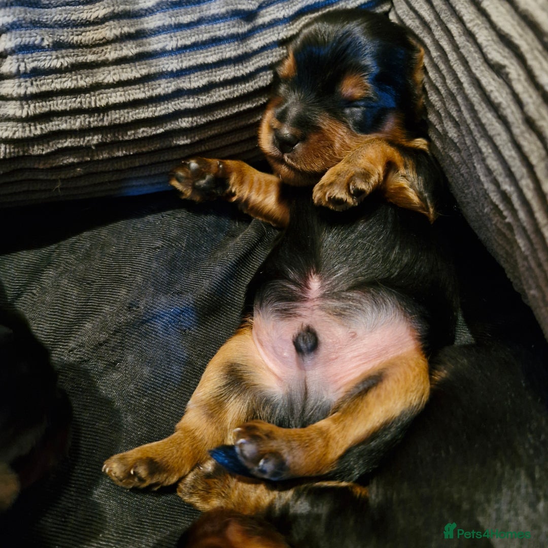 Yorkshire Terrier dogs for sale: Miniature Yorkshire terrier puppies - Image 5