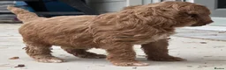 Cockapoo dogs for sale: Outstanding cockapoo puppies - Advert 24