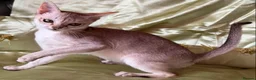 Singapura cats for sale: Rare Breed Singapura Kitten - Advert 5