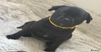 Staffordshire Bull Terrier dogs 🐾2 Beautiful black Girls left 🩷💛 KC registered  - Advert 10