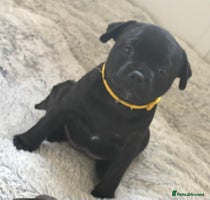 Staffordshire Bull Terrier dogs 🐾2 Beautiful black Girls left 🩷💛 KC registered - Advert 10