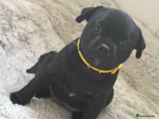 Staffordshire Bull Terrier dogs Floyd & Sky - Advert 2