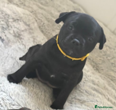 Staffordshire Bull Terrier dogs Floyd & Sky - Advert 12