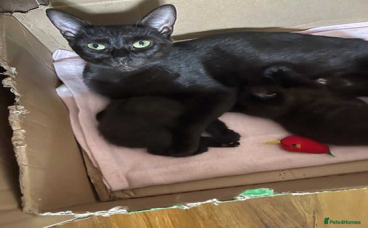 Mixed Breed cats - Advert 1