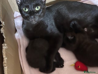 Mixed Breed cats for sale - Advert 1