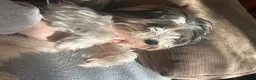 Yorkshire Terrier dogs for sale: Two biewer terrier brothers - Advert 4