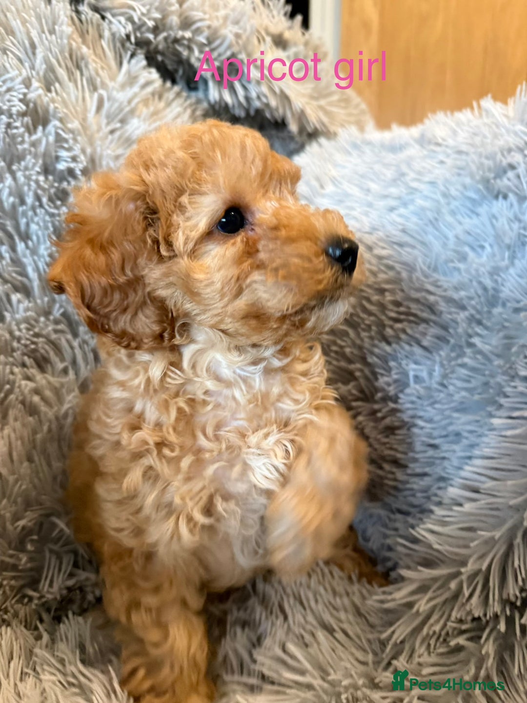 Cockapoo dogs for sale: F2Bb Cockapoo puppies  - Advert 11