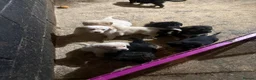 Golden Shepherd dogs for sale: Golden Shepherd puppies for sale!!  - Advert 15
