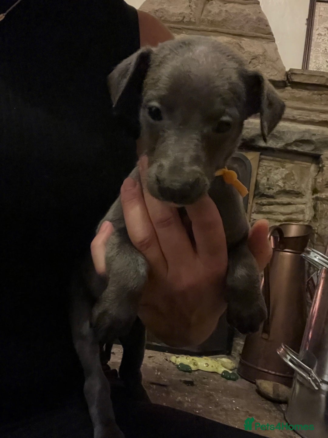 Whippet dogs for sale: Stunning Blue Whippet, white flecks  - Image 24