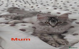 Maine Coon cats for sale: 3 beautiful Maine coon kittens  - Image 11