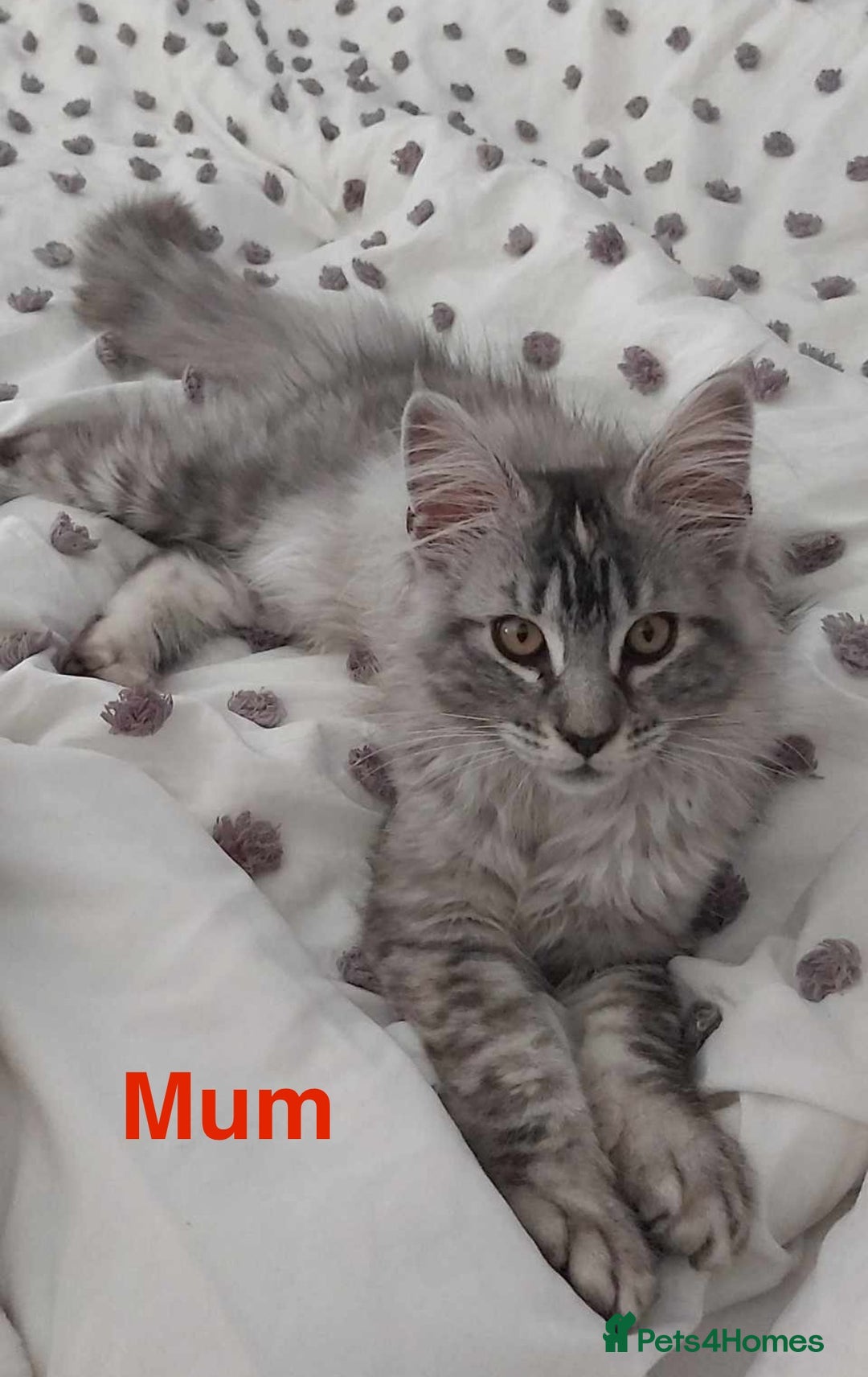 Maine Coon cats for sale: 3 beautiful Maine coon kittens  - Image 11