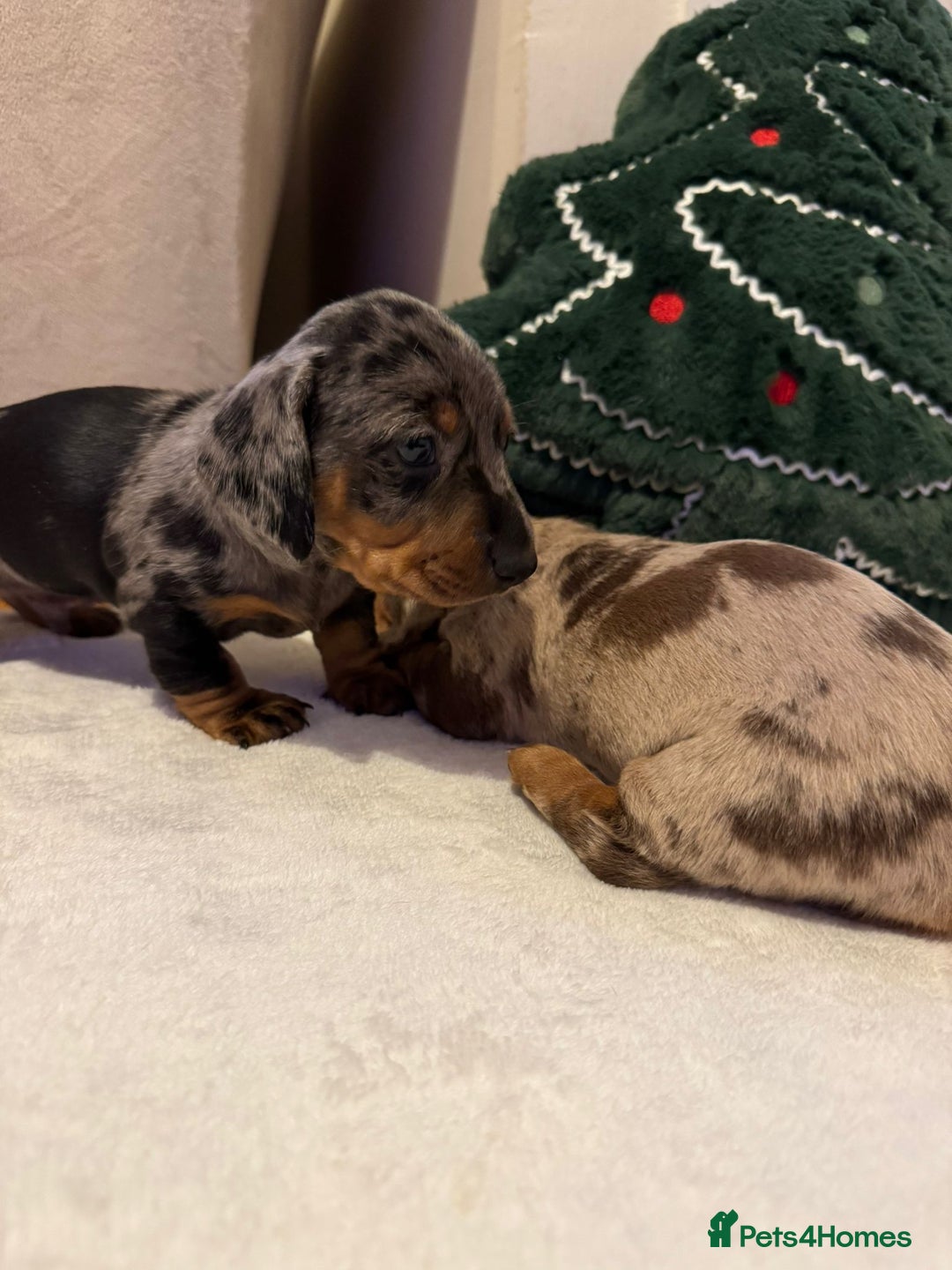 Miniature Dachshund dogs for sale: Miniature Dachshund puppies. Readying Soon! - Image 3