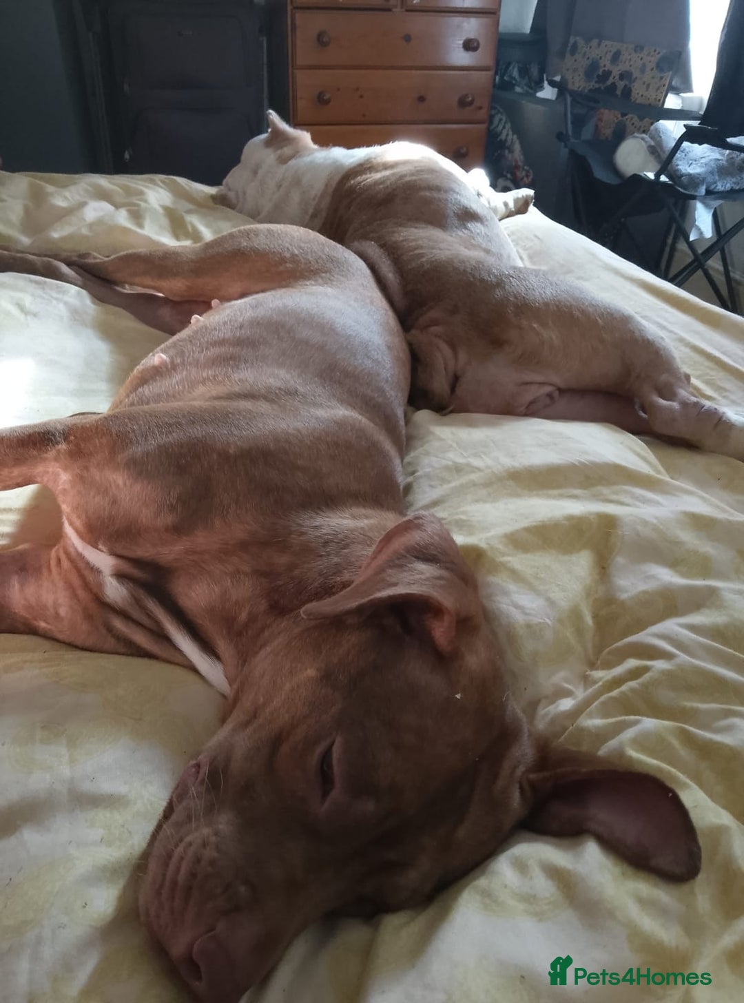 American Bull Staffy dogs for sale: Ava American bull staffy - Advert 4