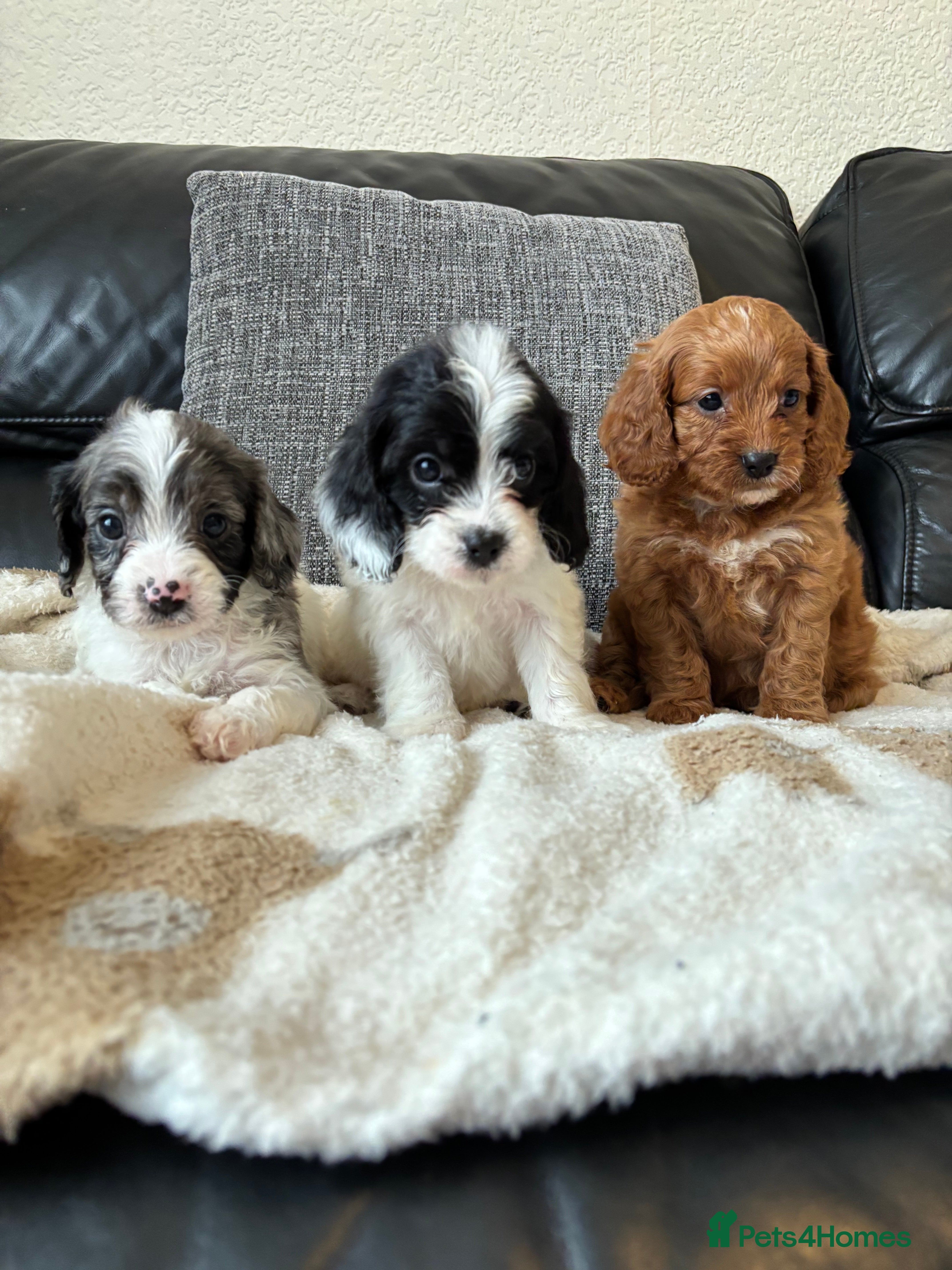Cavapoo dogs F1 Cavapoo puppies  - Advert 4