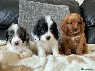 Cavapoo dogs F1 Cavapoo puppies - Advert 4