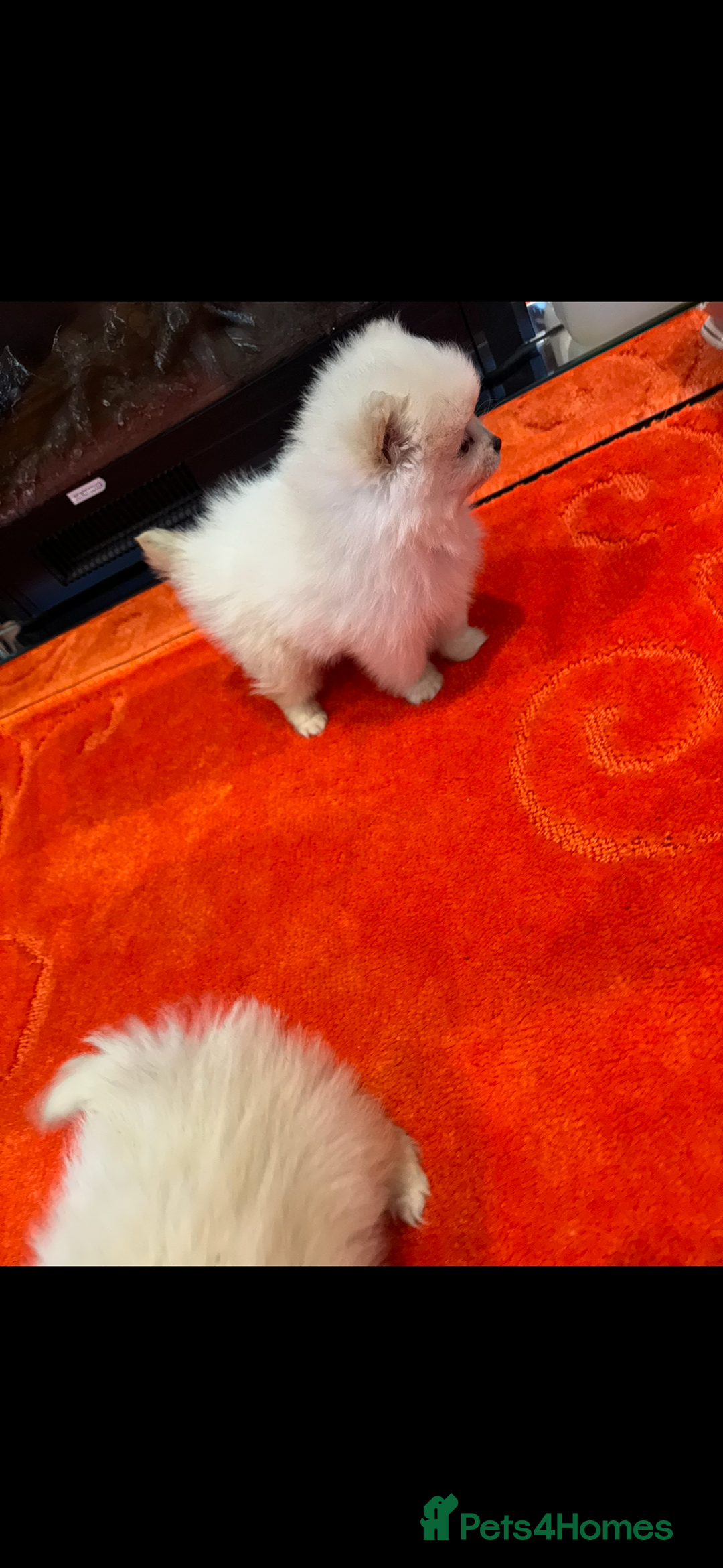 Pomeranian dogs for sale: 2 Miniature Pomeranian Puppies - Advert 5