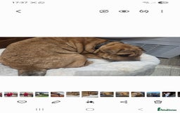 Mixed Breed dogs for sale: English bull terrier x shar pei - Image 8