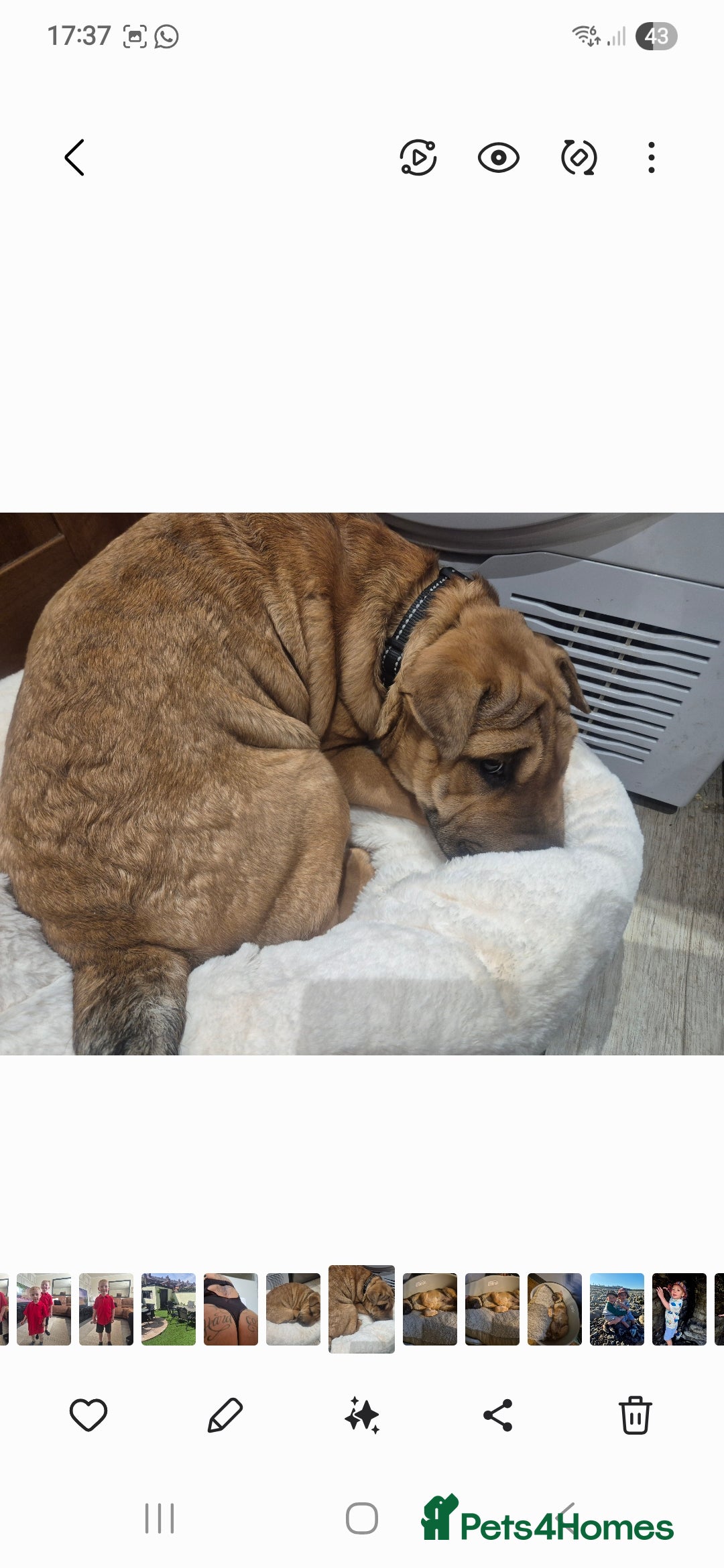 Mixed Breed dogs for sale: English bull terrier x shar pei - Image 8