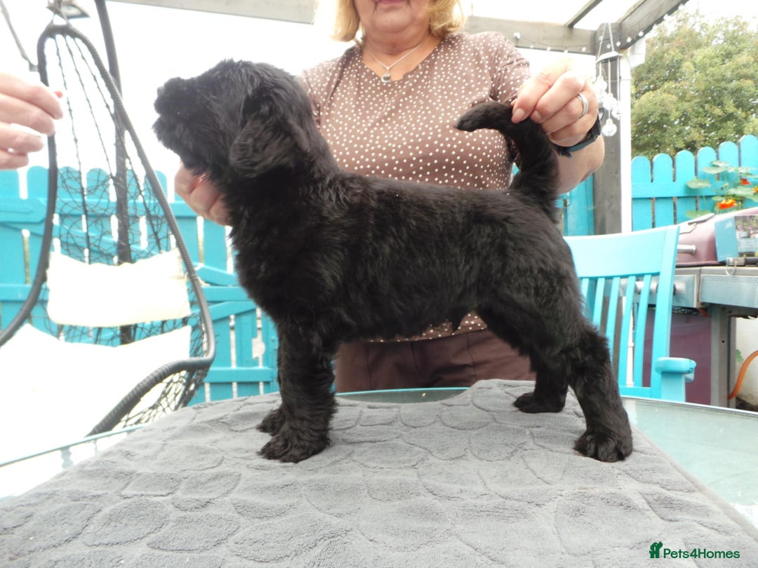 Russian Black Terrier dogs for sale: top russianblack terriers from champion bloodlines - Image 3