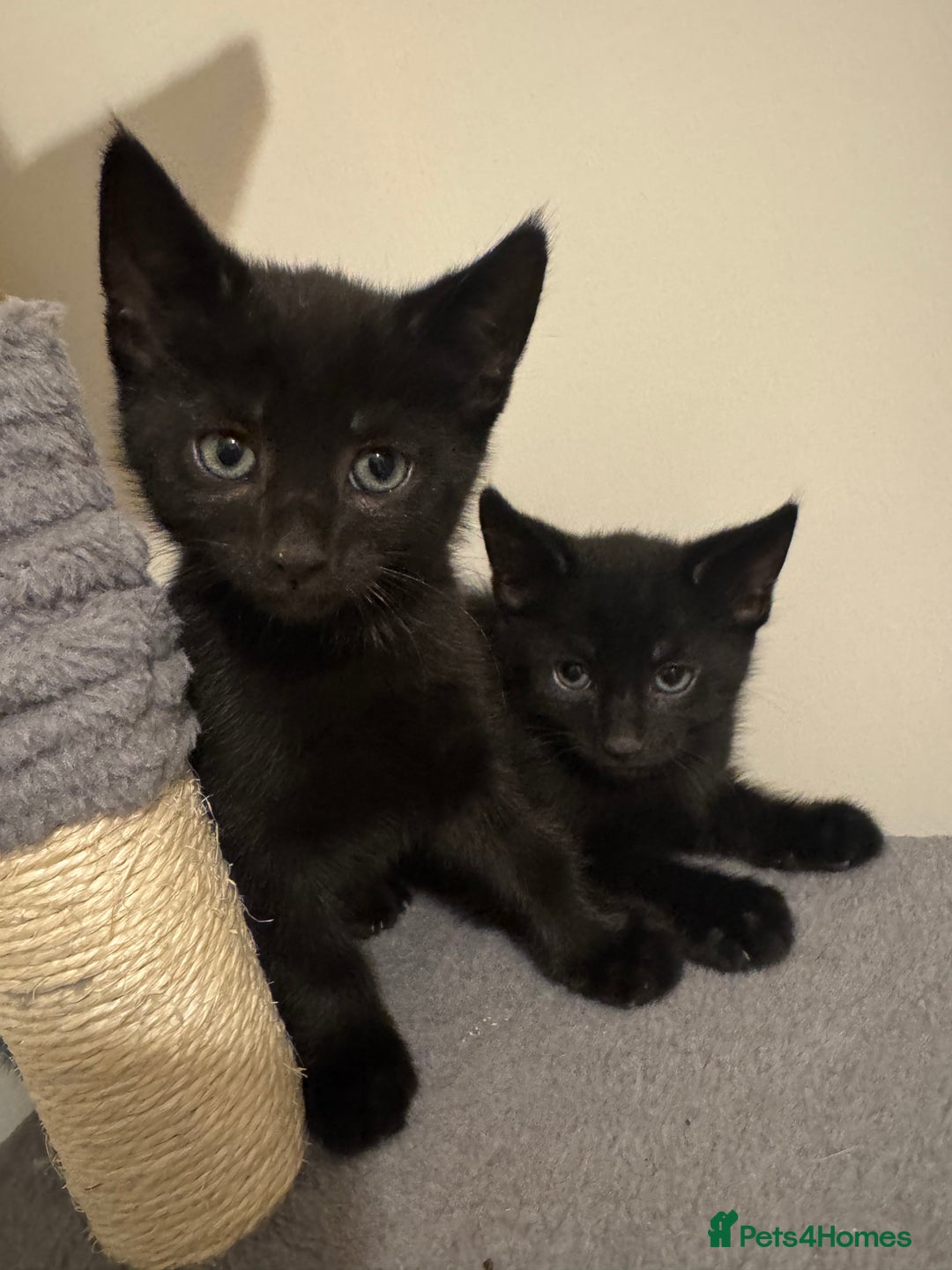 Mixed Breed cats for sale: Kittens for sale  - Advert 1