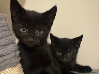 Mixed Breed cats Kittens for sale - Advert 10