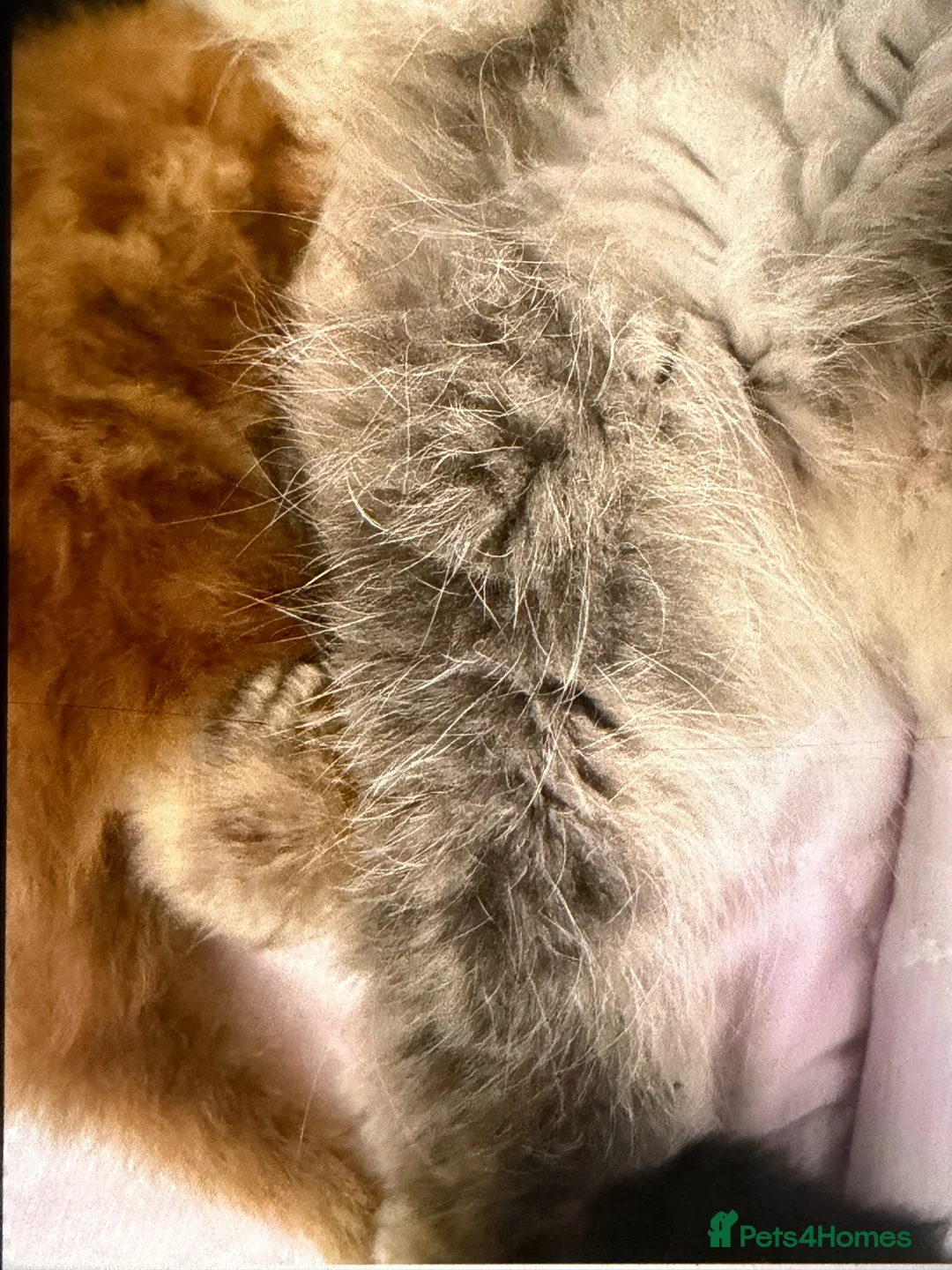 Persian cats for sale: Pedigree Registered Persians  - Advert 7
