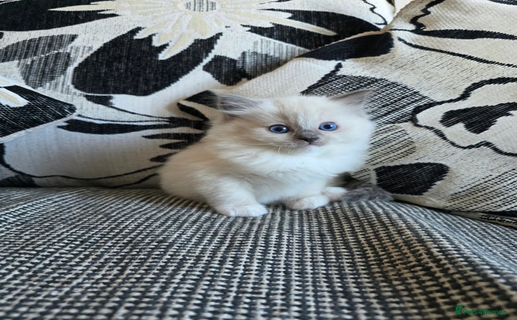 Ragdoll cats - Advert 10