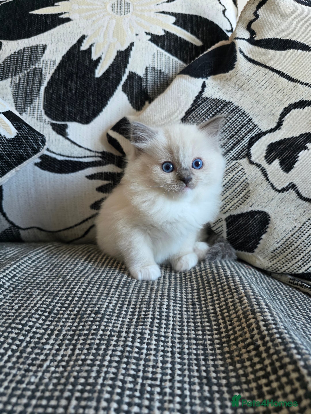 Ragdoll cats for sale: GCCF REGISTERED RAGDOLL KITTENS - Image 1