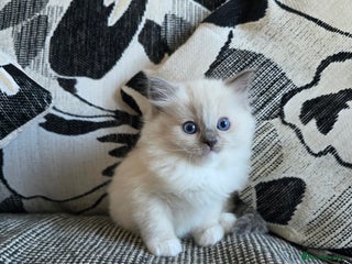 Ragdoll cats - Advert 11