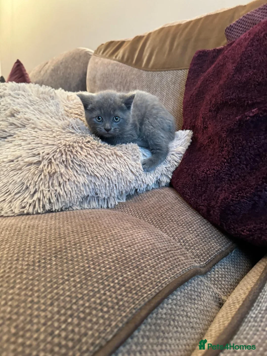 Mixed Breed cats for sale: One male British shorthair kitten available  - Advert 2