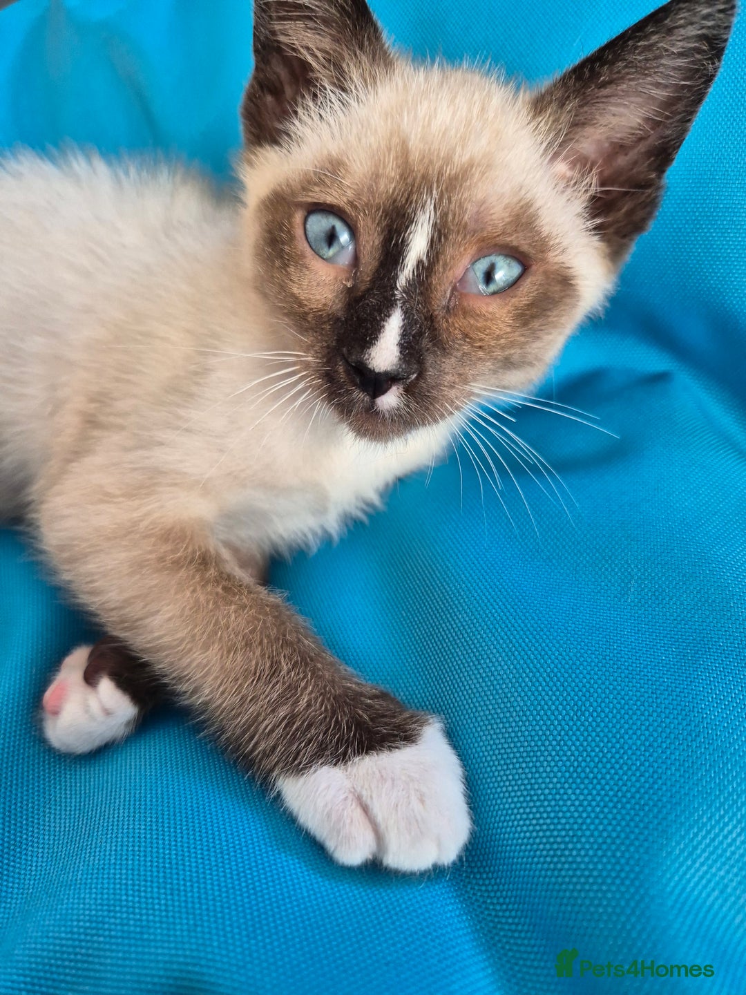 Snowshoe cats for sale: Pedigree snowshoes ready now - Image 15