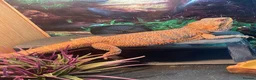 Bearded Dragon reptiles for sale: Bearded dragon  - Advert 1