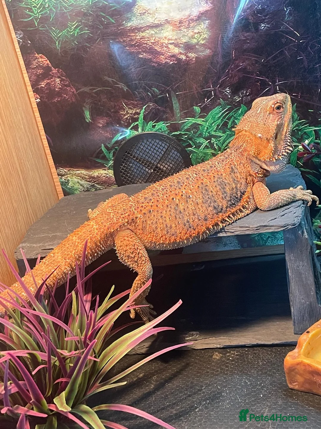 Bearded Dragon reptiles for sale: Bearded dragon  - Advert 1