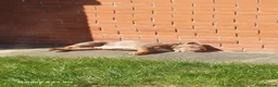 English Bulldog dogs for sale: Stella - Advert 6