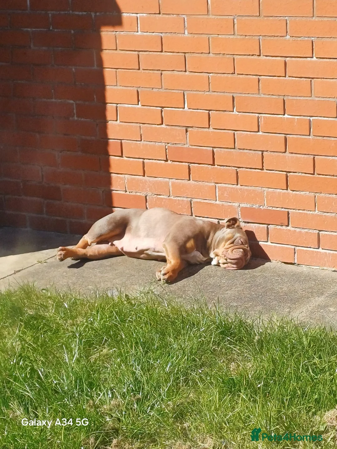English Bulldog dogs for sale: Stella - Advert 6