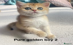 British Shorthair cats for sale: Gorgeous pure breed colour point and golden kitten - Image 12