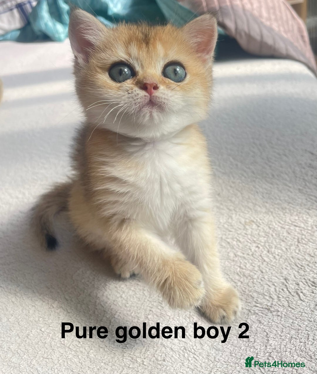 British Shorthair cats for sale: Gorgeous pure breed colour point and golden kitten - Image 12
