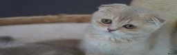 Munchkin cats for sale: ⚜️Rare munchkins⚜️ - Advert 14