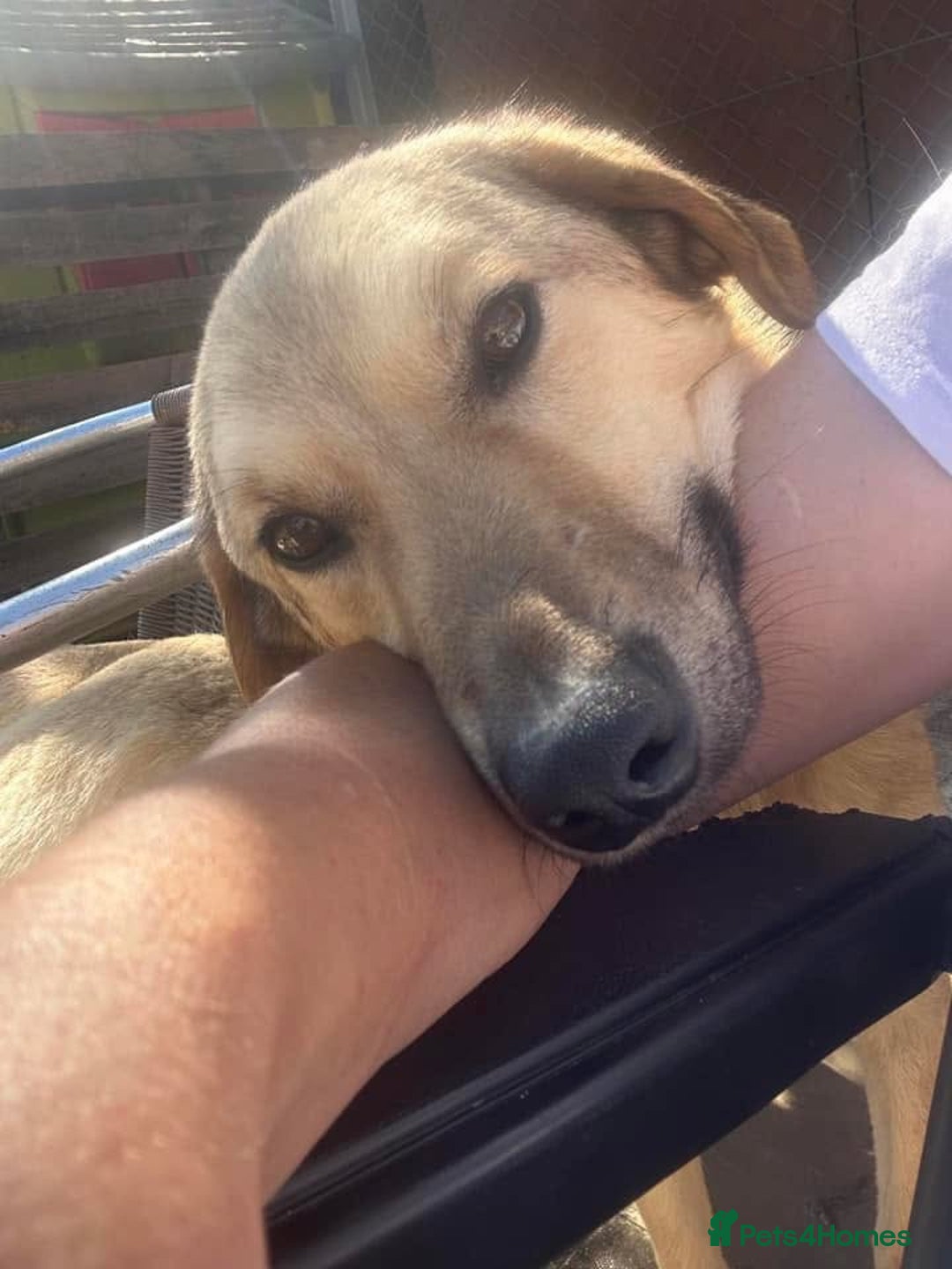 Mixed Breed dogs for adoption: Pettern - Norwich Norfolk  - Image 35