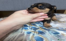 Mixed Breed dogs for sale: Chiweenie puppies  - Image 9