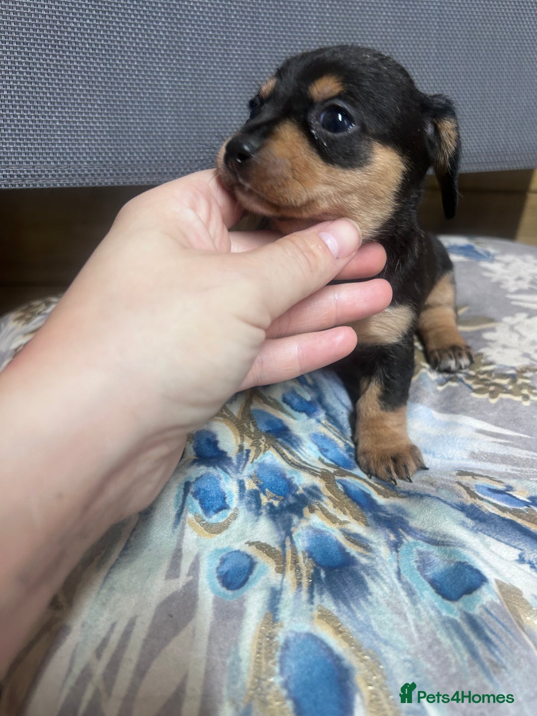 Mixed Breed dogs for sale: Chiweenie puppies  - Image 9
