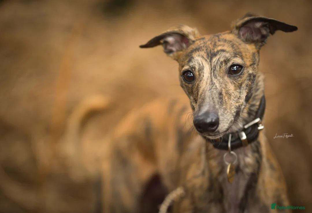 Whippet dogs for sale: black and white boy available last in litter  - Advert 2