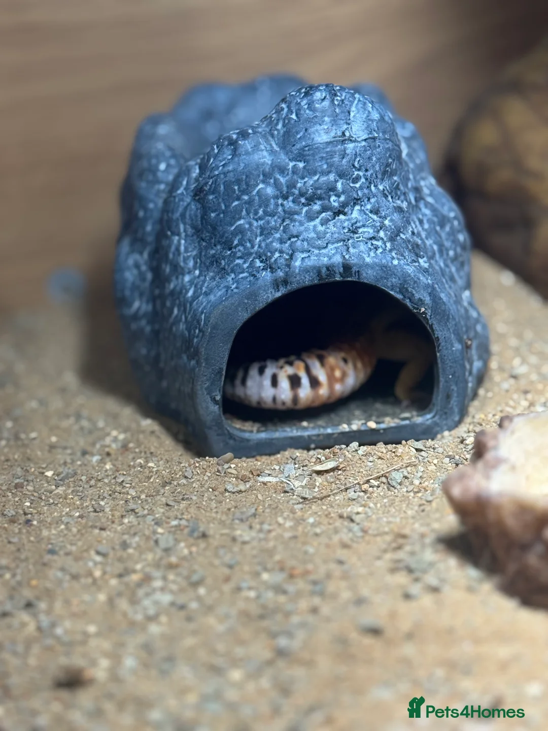 Gecko reptiles for sale: Stunning Morph Geko with setup  - Advert 9