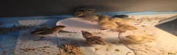Quail poultry for sale: UNSEXED QUAIL CHICKS - Advert 1