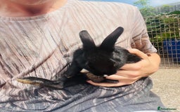 Rex rabbits for sale: Rex X Dutch Bunnies, Ready for homes now.  in Swansea - Image 9
